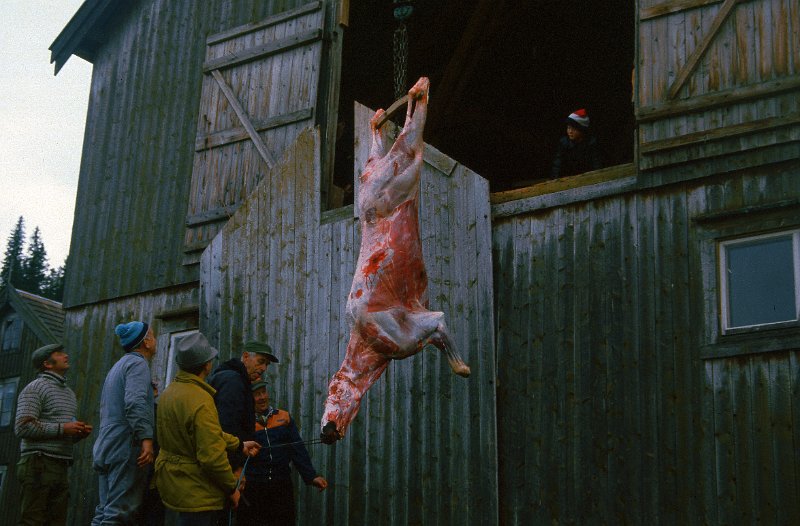 1985_12.jpg - Elgskrotten heises opp og inn på låven i Inervenna. Ekstra assistent med grønn jakke er Harald Olufsen