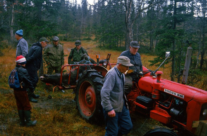 1985_16.jpg - Her er oksen inne i siste etappe på silosvansen