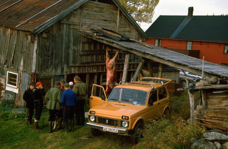 1987_04.jpg - Første dag i elgjakta 1987 stsrtet med slakting. Kåre har skutt ei kvige fra gårdsplassen i Rommet, og når klokka var 10.00, hang den skinnfri under lembrua