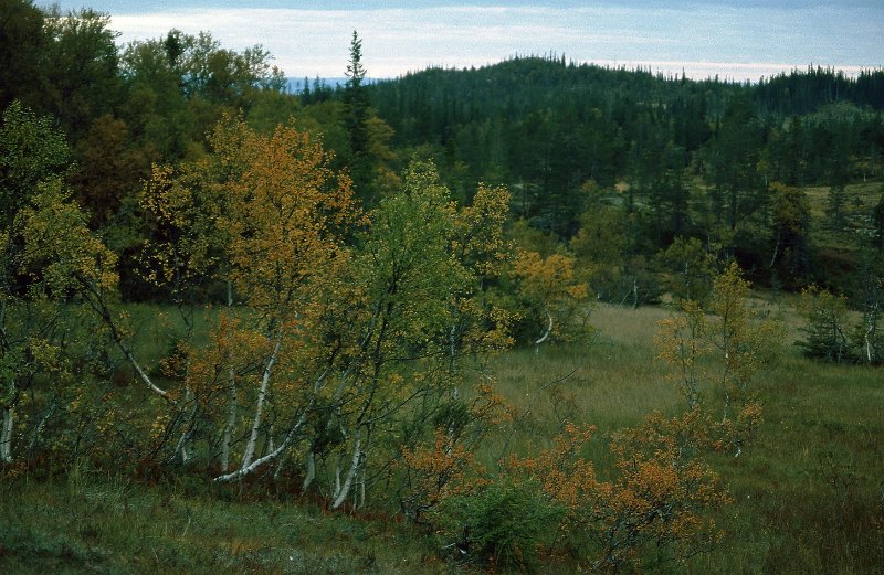 1990_05.jpg - Naturen har ikledt seg høstfargene