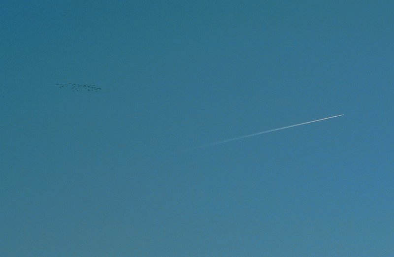 1990_13.jpg - Over posten på Nygruvkjølen var det flytrafikk, - både kornebbgåsa og SAS er på vei sørover