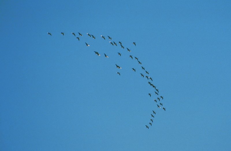 1990_14.jpg - Gåseplog under høsttrekk over Venna høsten 1990
