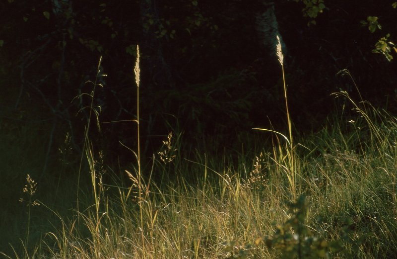 1990_15.jpg - Grasstrå i motlys