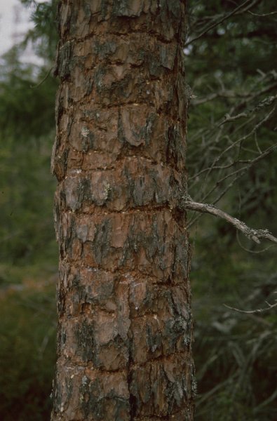 1990_17.jpg - Her er tydelige spor etter tretåspettens leiting etter mat på en furustamme