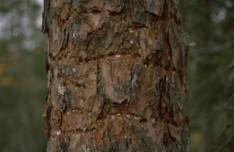 1990_18.jpg - Nærbilde av tretåspettens matsøk i furubarken