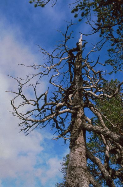 1990_20.jpg - Ei tørrfuru på Rennsjøkjølan