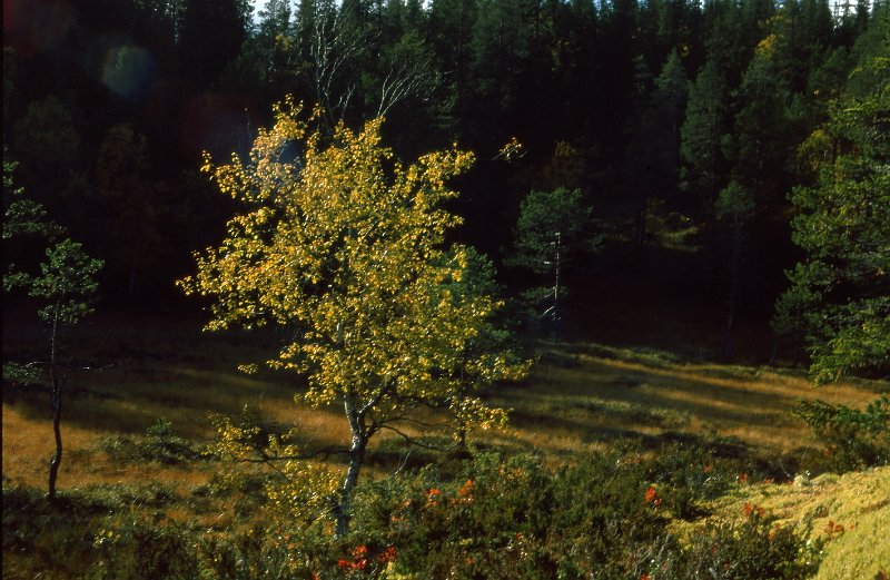 1990_21.jpg - Bjørk med høstlig gulfarge i motlys på øvre Stakkjølen