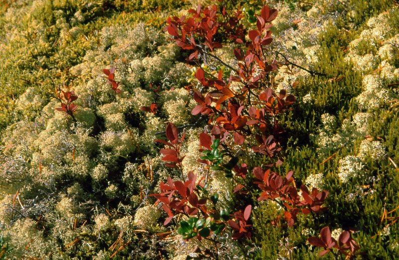 1990_22.jpg - Høstfargene kommer på nært hold når du sitter på post