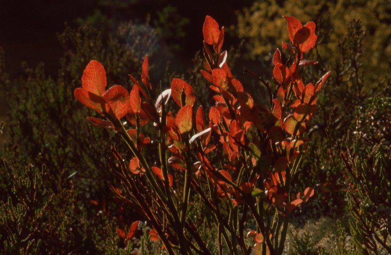 1990_23.jpg - Blåbærlyng i høstfarger