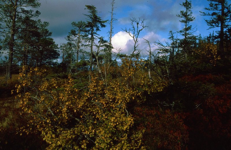 1990_27.jpg - Høstmotiv på Rennsjøkjlan