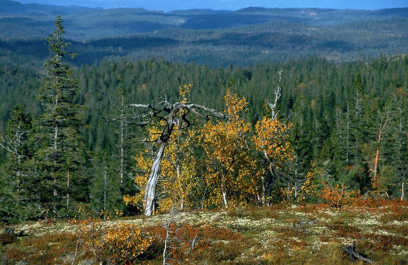 1990_28.jpg - Utsikt fra vestre kant av rennsjøkjølan
