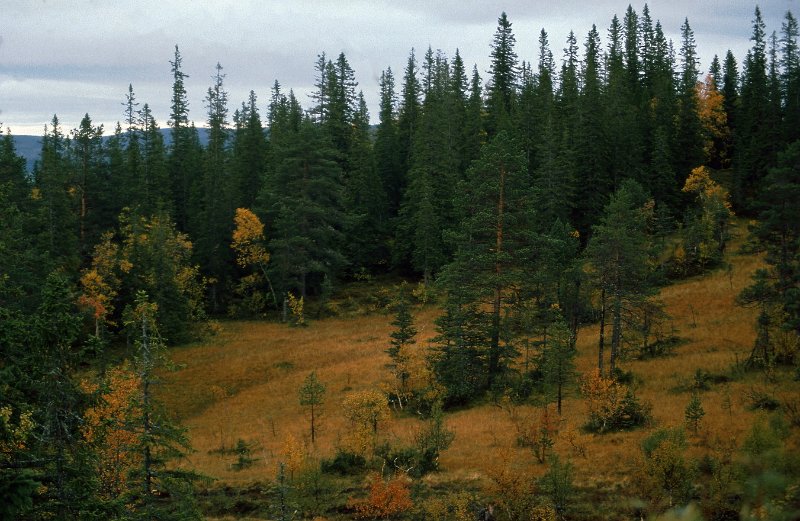 1990_31.jpg - Furuskogmyra