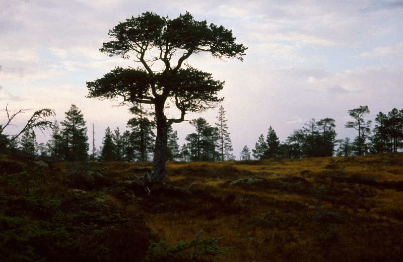 1990_33.jpg - Ei værbitt furu