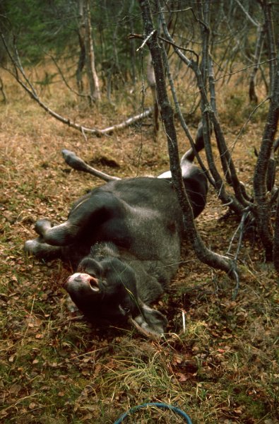 1990_35.jpg - Piggokse felt fra post ved Elghytta på Rennsjøkjlan