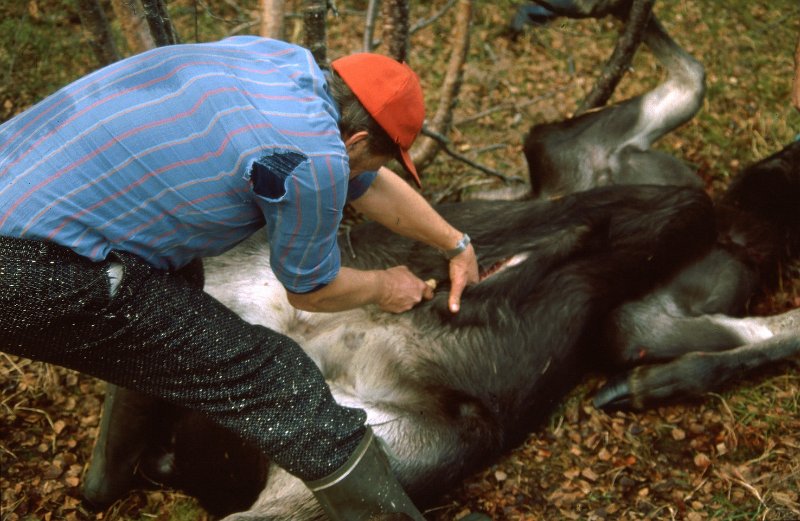 1990_38.jpg - Trygve har handlaget med buksprettar'n