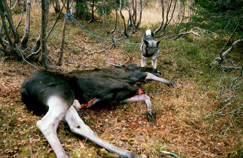 1990_39.jpg - Elgokse og elghoinn