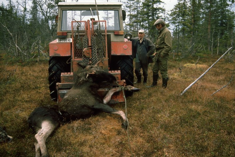 1990_44.jpg - Jørgen Wenn med Zetor'n ble hyret til å frakte fram piggoksen