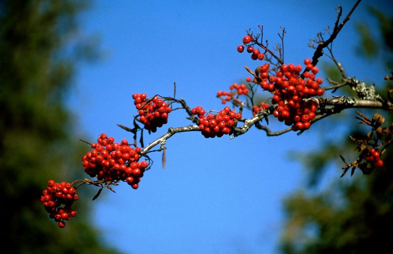 176_47.jpg - Høtyt henger de, og sure er de