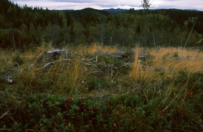177_05.jpg - Tyttebæra er moden i gruppen øst for Jøsås-veien.