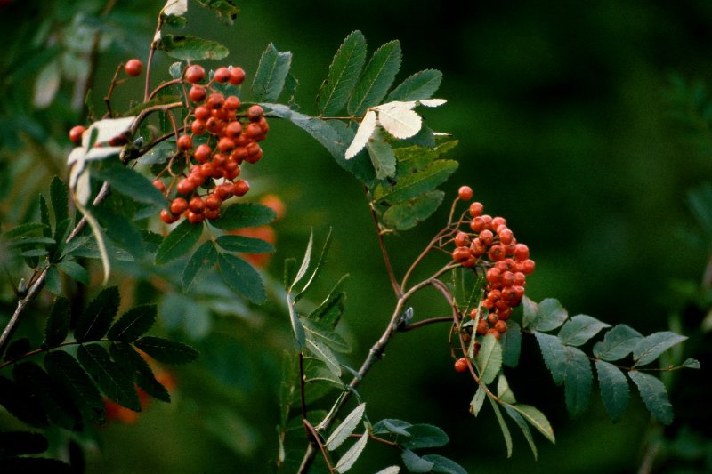 177_06.jpg - Rognebær i Furuskogmyra