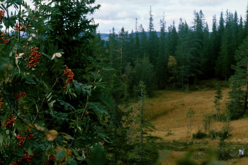 177_07.jpg - Utsikt fra Jakttårnet i Furuskogmyra