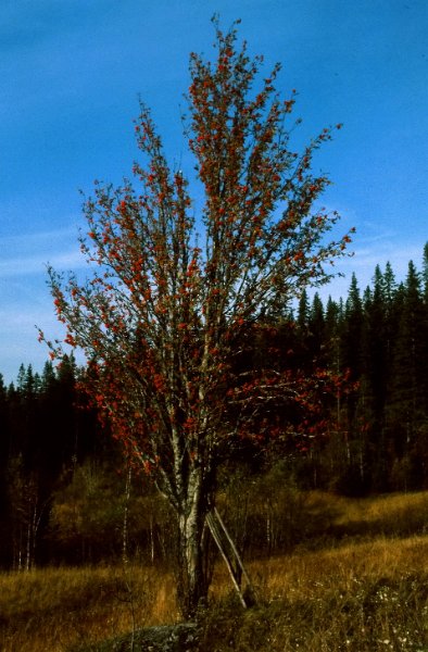 177_23.jpg - Røde rognebær i Rommet