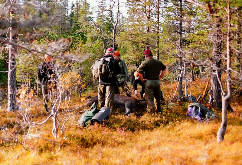 1992_0001.jpg - Odd felte en kalv på Kryssmyra. Dette ble filmet på video av hans sønn Knut