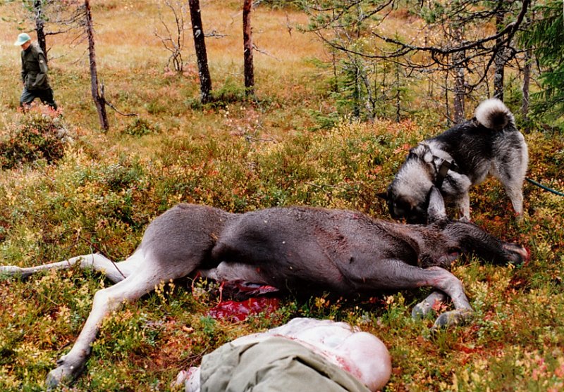 1992_0004.jpg - Kalven hadde ei slaktevekt på 70 kg.