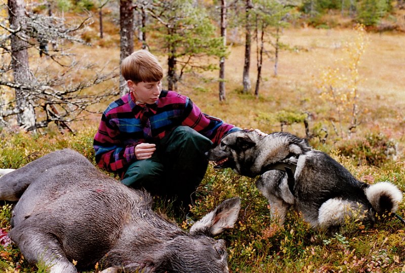 1992_2_0002.jpg - Knut og Raja ved kalvfallet på Kryssmyra