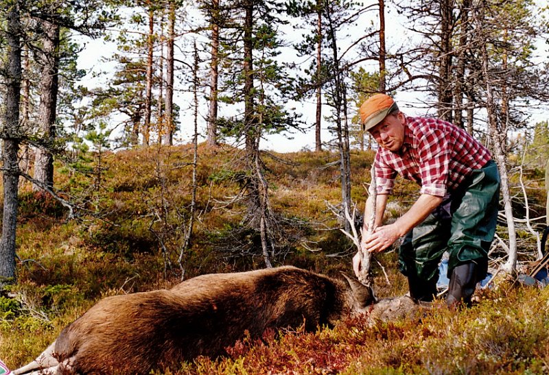 1992_2_0003.jpg - Arvid prøvde å pynte på kviga med litt tørrkvist på hauvve