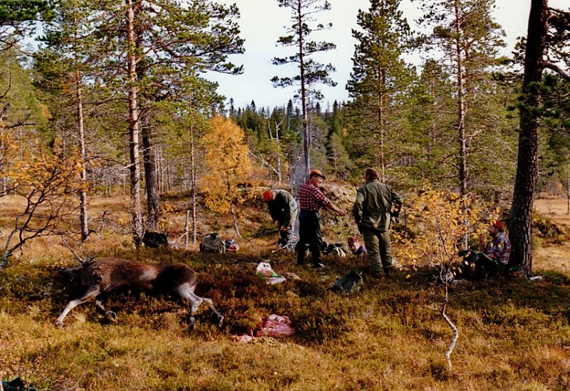 1992_2_0004.jpg - Seinere på samme dagen (27. sept), felte Kåre ei kvige på Nedre Stakkjølen. Dermed var Indre Venna Elgjaktlag ferdig med kvoten sin på tre dager dette året