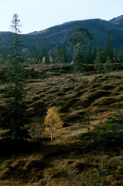 199_06.jpg - Høstmotiv. Vennafjellet i bakgrunnen