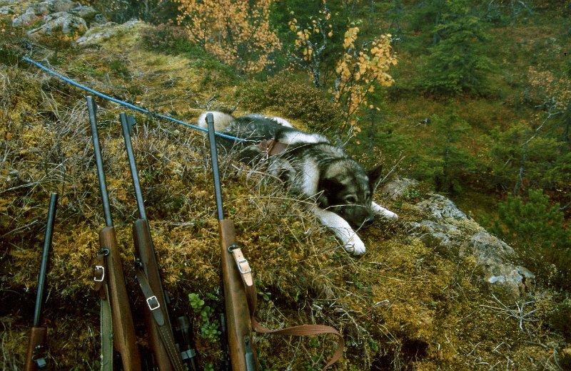 199_10.jpg - 4 jaktrifler og en elghund