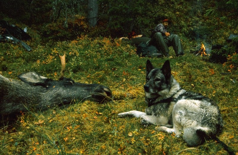 199_22.jpg - Oksefall på Stakkjølen