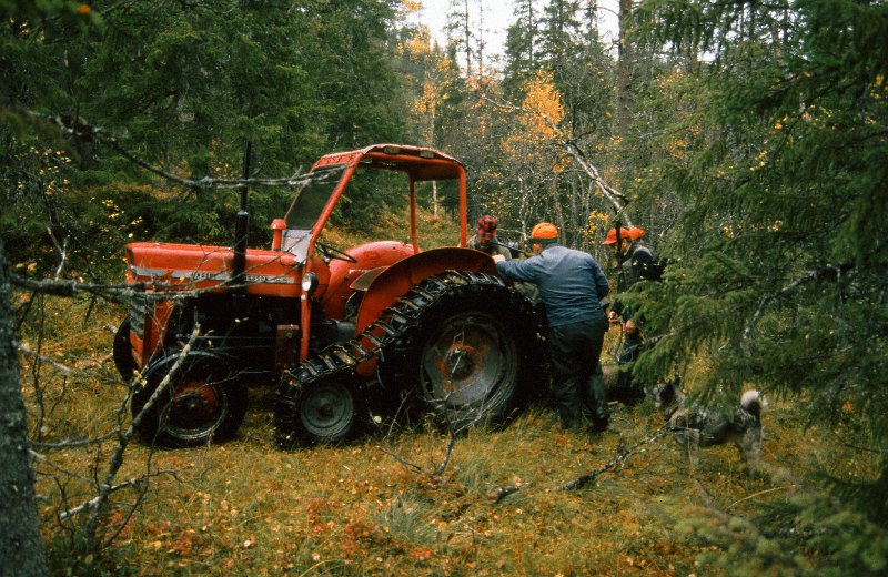 199_25.jpg - Arvid har hentet traktor med havbelte for framfrakt av oksen