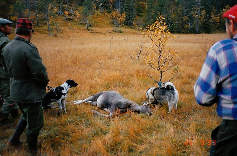 1993_0003.jpg - Odd felte en kalv på Nedre Stakkjølen 26. sept.