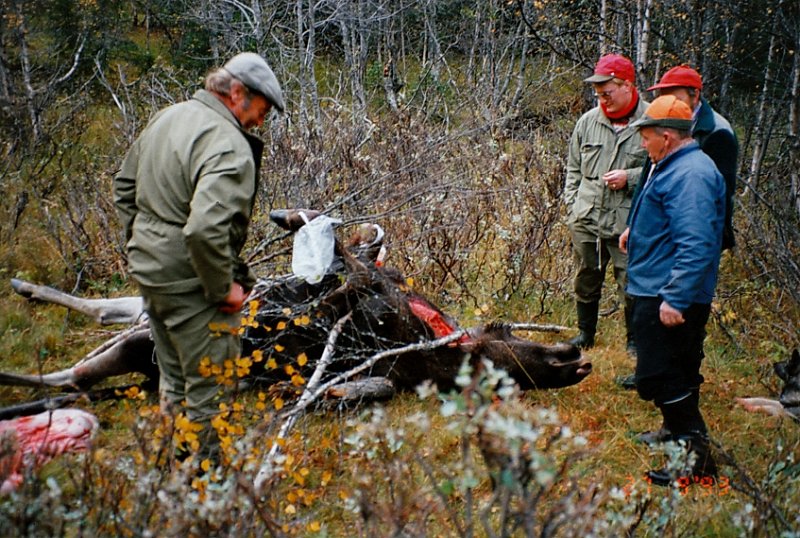 1993_0010.jpg - Det var såpass seint på dagen, at oksen ble forberedt for overnatting før utfrakt