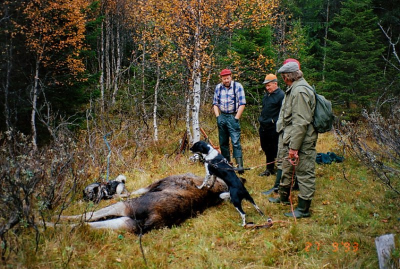 1993_0011.jpg - Trygve (skytter), Arvid, Johnny og Gunnar ved oksefallet