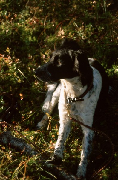 220_33.jpg - Gunnar hadde med seg Boredercollien sin