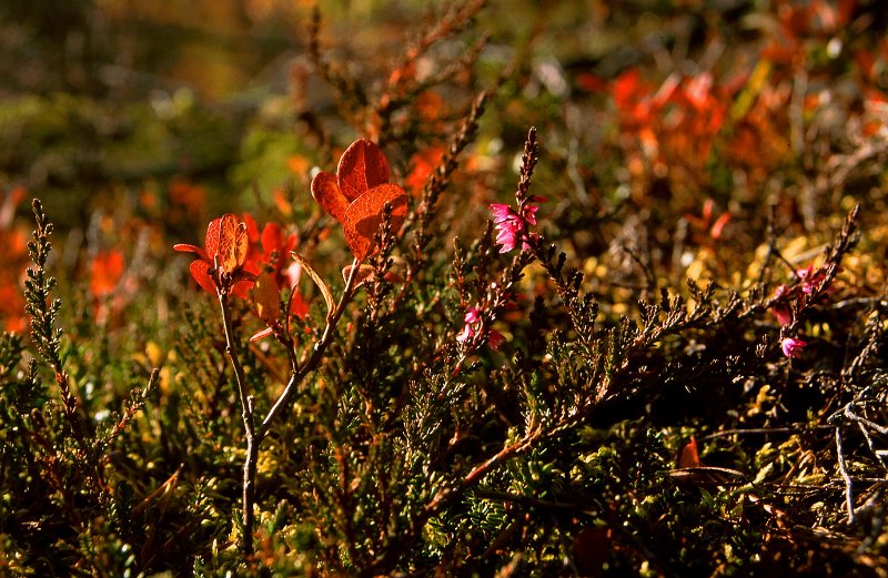220_37.jpg - Høstfarger setter spiss på en godværsdag under elgjakta