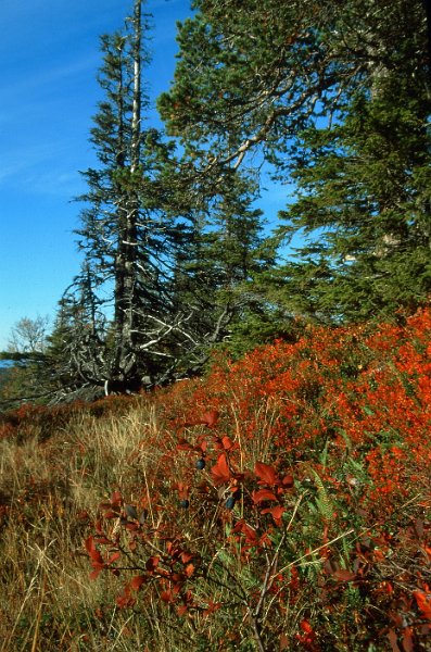 220_38.jpg - Blåbærlyng og gammel skog