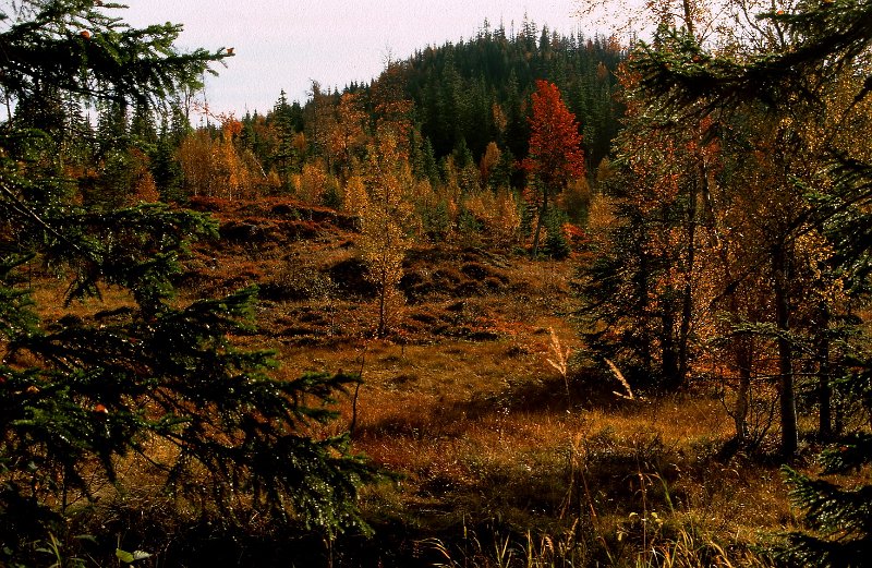 220_40.jpg - Furuskogmyra en vakker høstdag i 1993