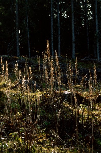 220_43.jpg - Vissen Tyrihjelm blir også vakker i motsol