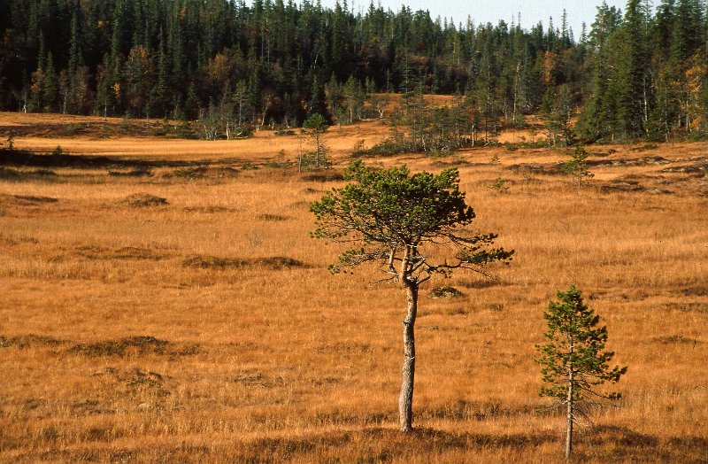 220_49.jpg - På stormyra på Rennsjøkjølan