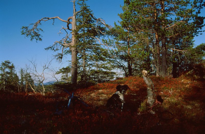 221_02.jpg - Border-collien til Gunnar