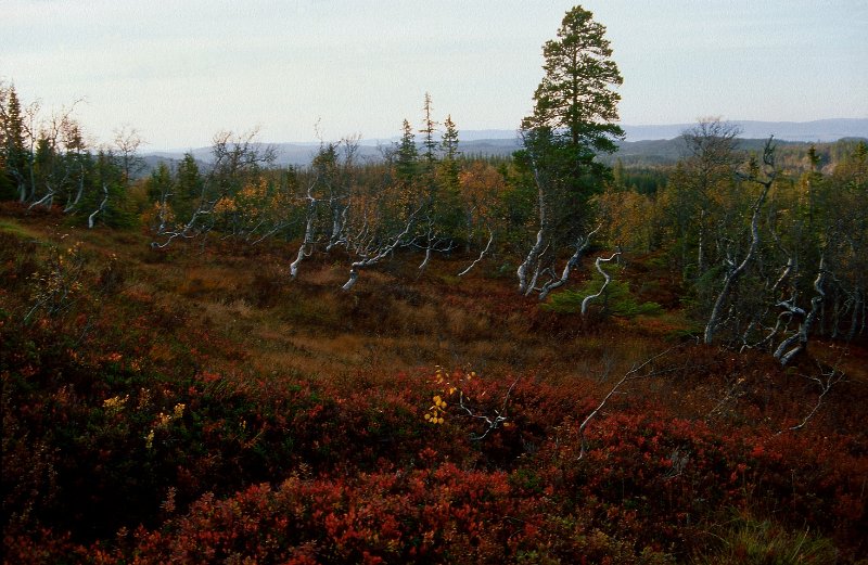 221_05.jpg - Utsikt mot vest fra Rennsjøkjølan