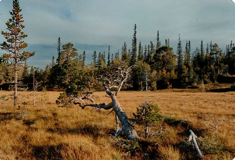 1995_0006.jpg - Værbitt furu på myra sør for Elghytta, lengst vest på Rennsjøkjøjlen