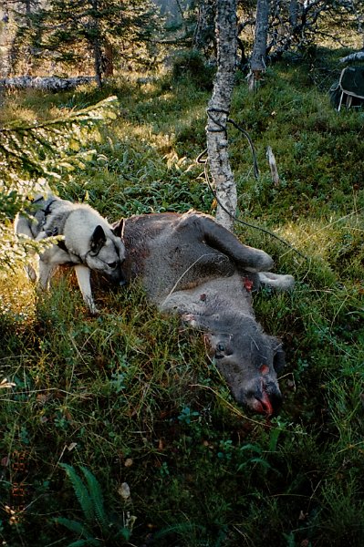 1996_0002.jpg - Odd felte en kalv fra Elghytta 20. oktober, og dermed så var årets kvote fylt