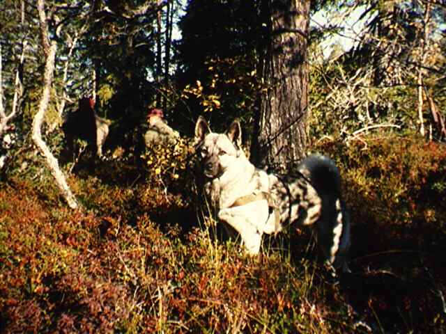 47427_10.jpg - Innlånt gråhund som vi ikke husker navnet på
