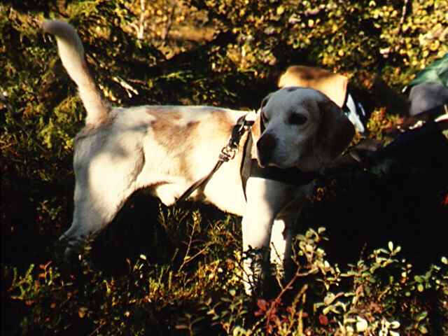 47427_13.jpg - Telle